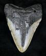 Bargain Megalodon Tooth - North Carolina #20713-1